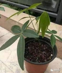 “发财树修剪促新芽，锯掉枝头焕生机