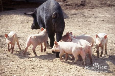 母猪产前减料产后递增，饲喂实操规范是什么？