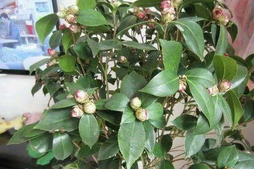 是不是浇水太多？