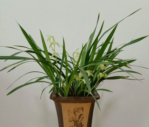 好牌子，喷出好兰花