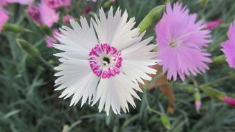 高考时节，花儿朵朵开