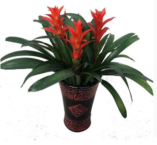 凤梨科的大家族