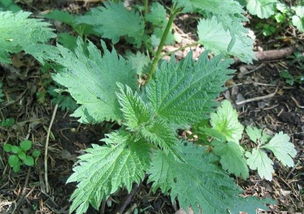 河北某村庄的教训