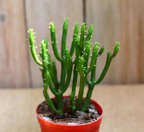 光棍树多肉植物怎么养？如何让它枝繁叶茂