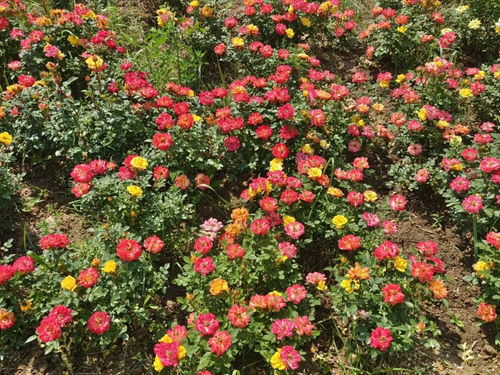 二、 色彩的饱和度，以明亮鲜艳悦目为佳