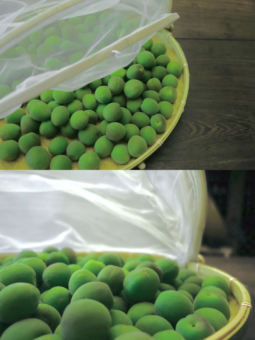 草类植物的多样性与生存策略