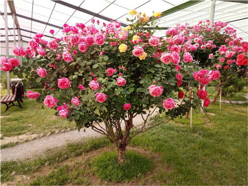 月季花开， 繁花似锦