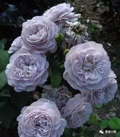 佛罗伦萨德拉特月季的花期有多长？