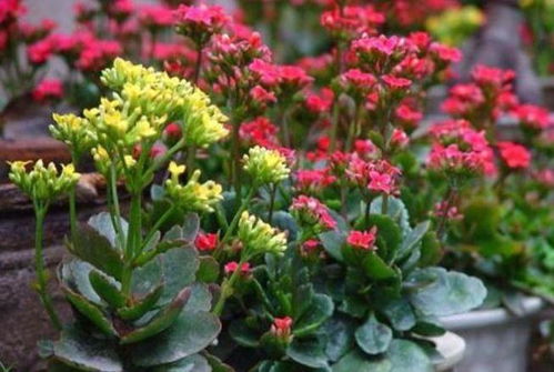 四川种花不靠运气