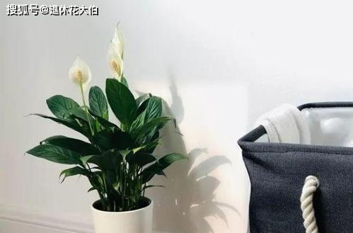 铃兰：香气浓郁， 让人心情愉悦