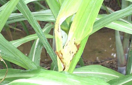 多菌灵：甘蔗梢腐病的克星？