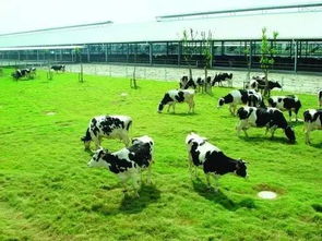 五大优质牧草推荐：牲畜饲养必备知识！