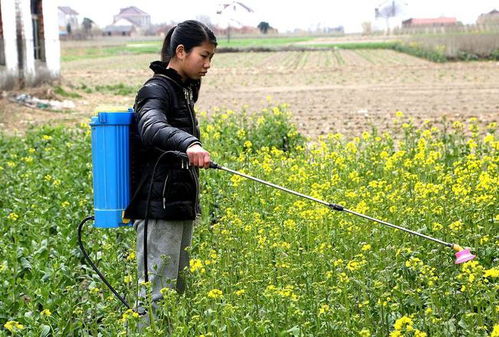 秋冬蔬菜栽培要点