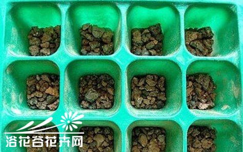 大葱种子如何进行播种？详细步骤和技术要点有哪些