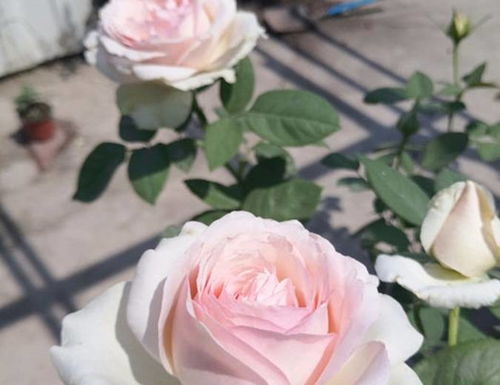 适合在什么光照条件下养护？