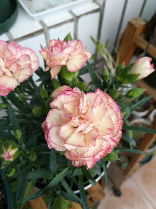送母亲的花有哪些？康乃馨最适合表达爱意