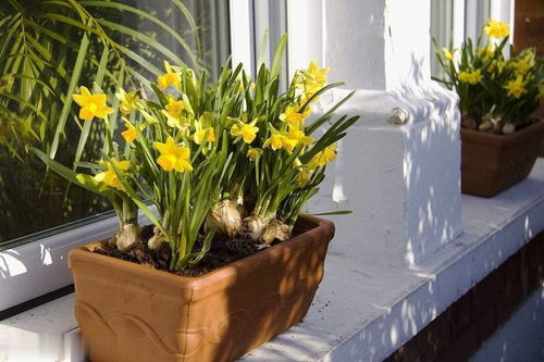 家庭养花调查报告：三大常见病害及防范方法