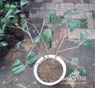 盆栽茶花烂根了怎么办？