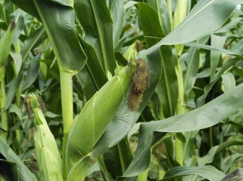 玉米生长期间的杀虫剂喷施时机