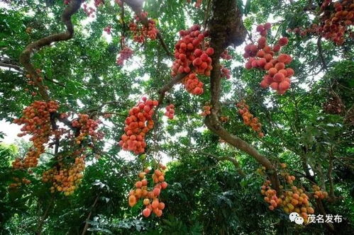 荔枝种植面积广， 产业链价值高
