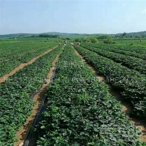 苗木种植， 因地制宜