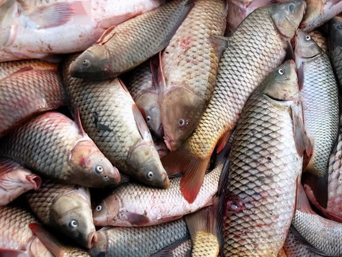 中华鲟对食物种类、营养成分和水质有严格需求