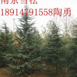 南京雪松基地， 大自然的绿宝石