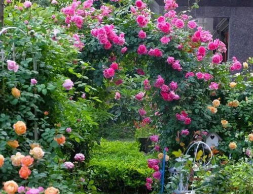 独特芳香月季的花期探秘