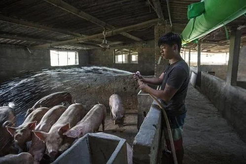 中慧集团水产饲料和猪饲料哪个品牌质量更好，更适合养殖场使用？