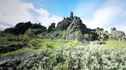 冷杉，坚韧生命象征
