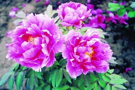 菏泽牡丹花会何时绽放？这份赏花攻略你准备好了吗