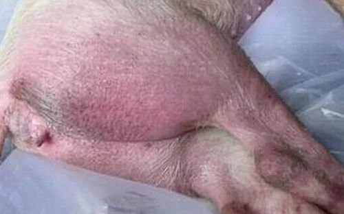 夏季猪附红细胞体病高发！如何准确识别与防控