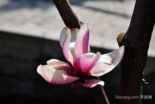 一、感恩之情，红玉兰花语之一