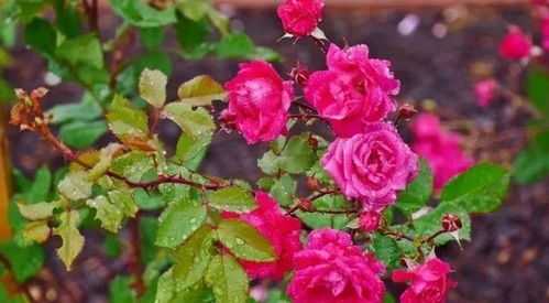 五、病虫害防治