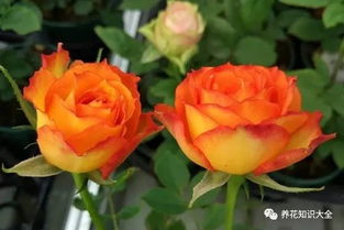 月季花冬季修剪：休眠期进行