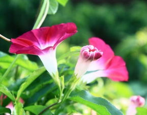 牵牛花如何传达出坚韧不拔的强大力量