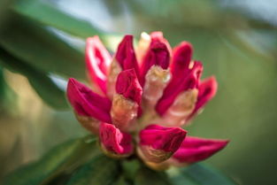 杜鹃花春季开？原来这个季节的杜鹃花最美