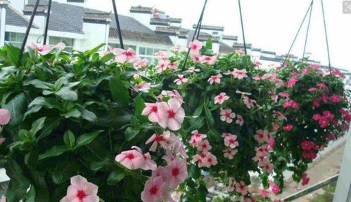 长春花怎么养才能长得旺盛，需要注意哪些养殖方法和细节
