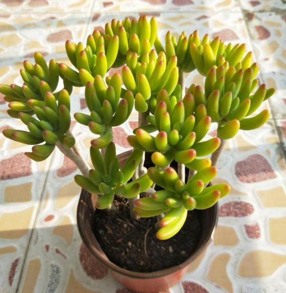新手如何轻松移植多肉植物？如何避免植物损伤