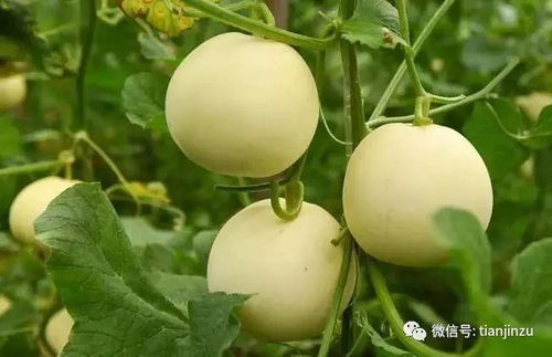 西瓜、香瓜、哈密瓜，这些常见瓜果你认识几种