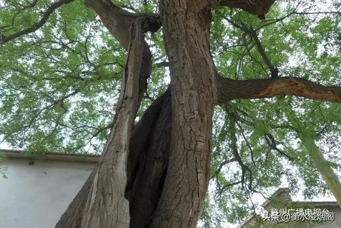 槐树：千年历史的见证者