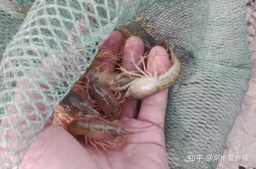 除草剂，小龙虾的“隐秘杀手”？