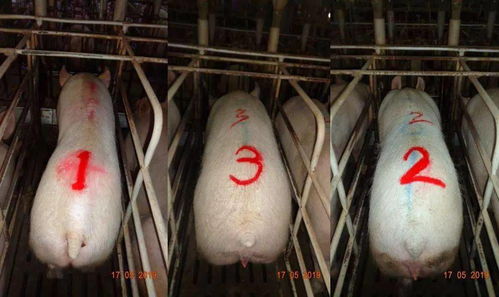 科学选种，精准饲养