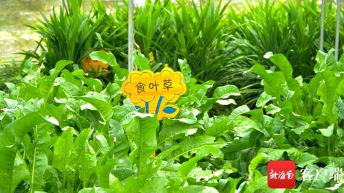 苣之微光：野菜中的坚韧生命