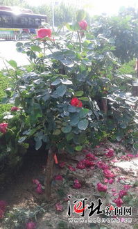 选择与养护建议