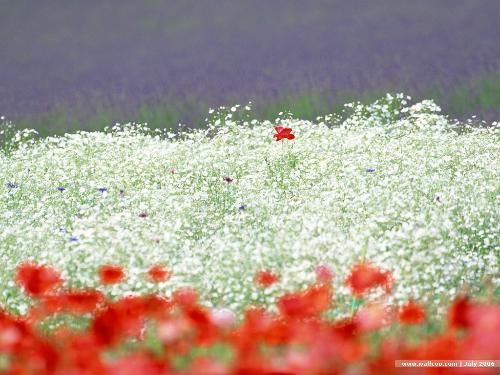 花草树木中的花朵：大自然的美丽使者