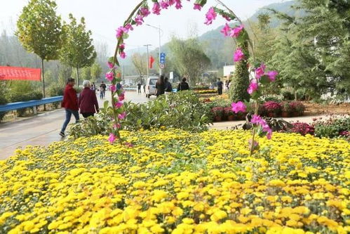 菊花节盛事即将开启，汝阳县付店镇火庙村热闹非凡！