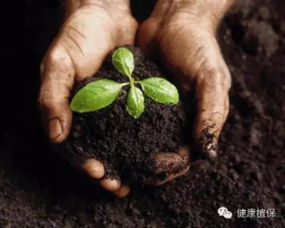 无公害黑豆种植，关键在土壤、肥料、病虫害防治