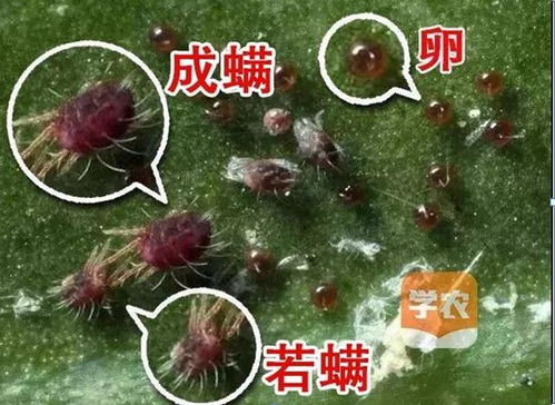 红蜘蛛时常发生，如何有效防治