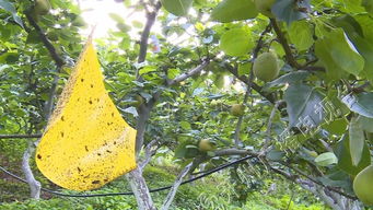 长江以北梨区， 成熟期病虫害防治